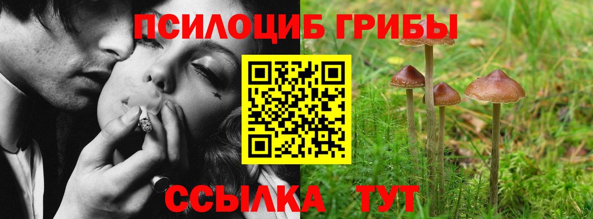 Псилоцибиновые грибы мицелий  Галлюциногенные грибы Cubensis  купить закладку  Новозыбков 